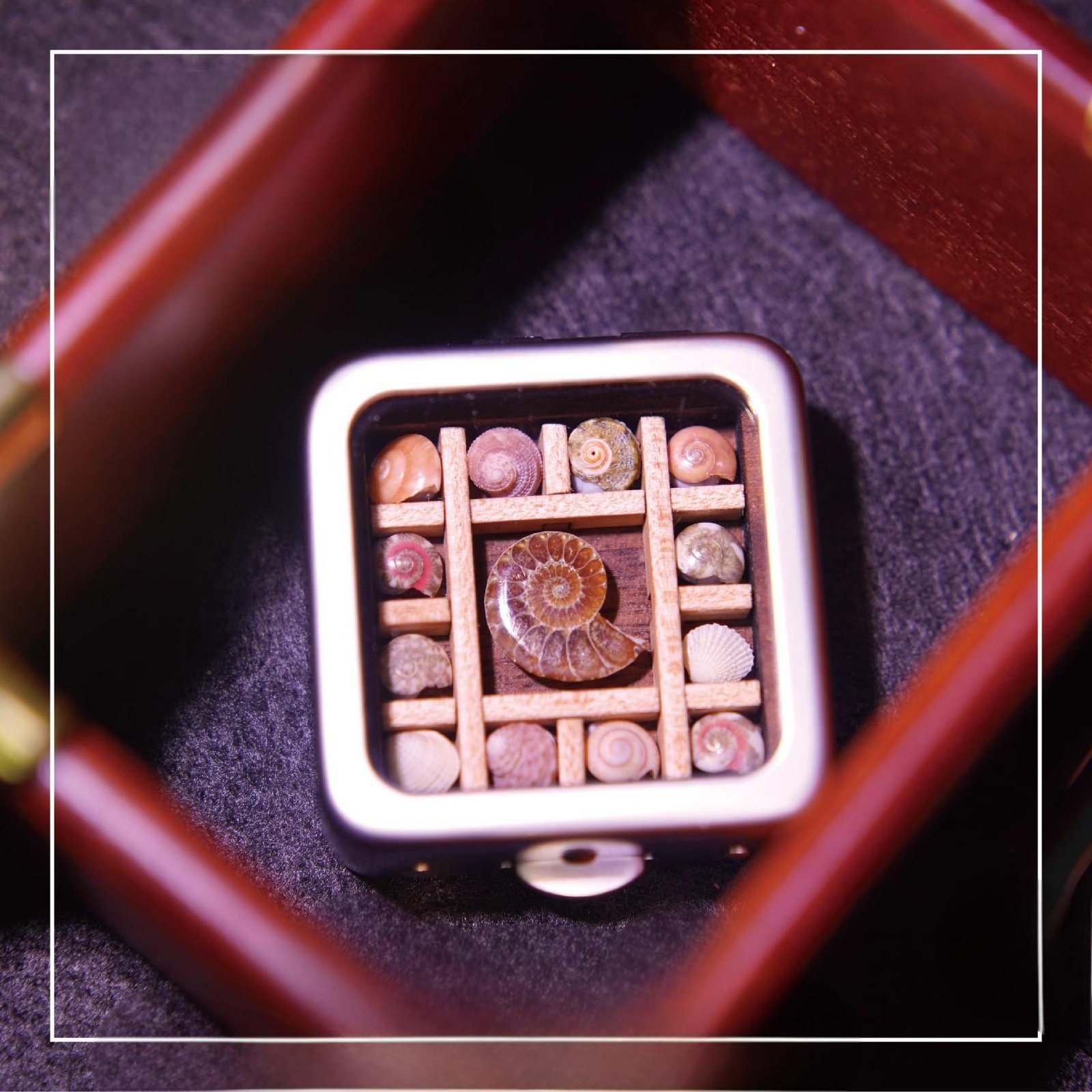 Juvelesker(Juvelesker,Skjellboks) - Bilde 3